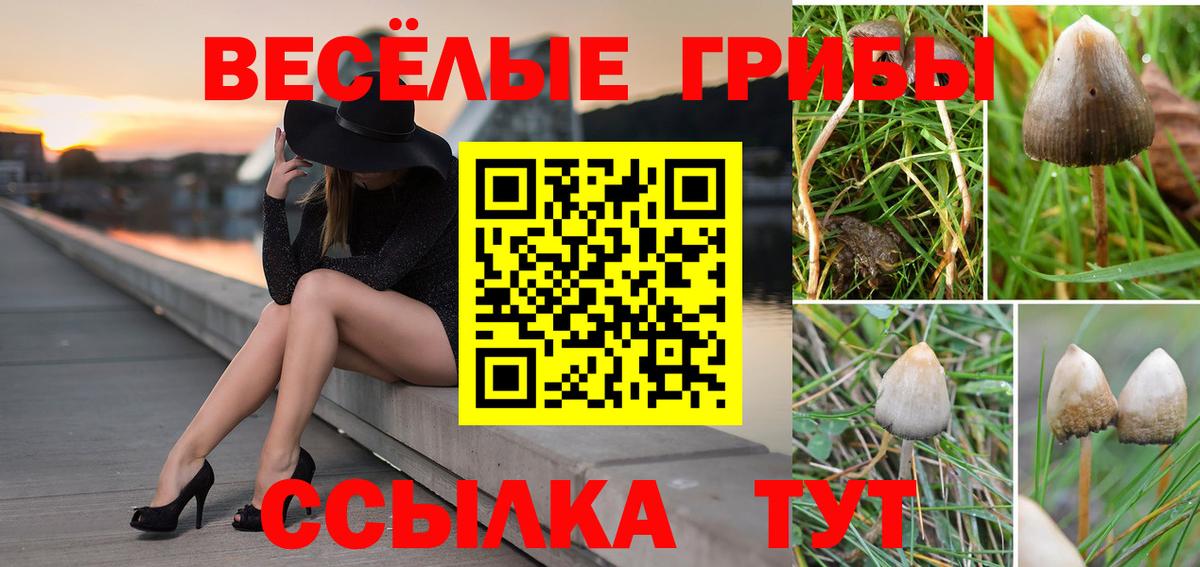 где найти наркотики  Вход с VPN  Котлас  Галлюциногенные грибы мицелий 