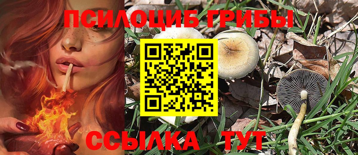 Галлюциногенные грибы Psilocybine cubensis Котлас